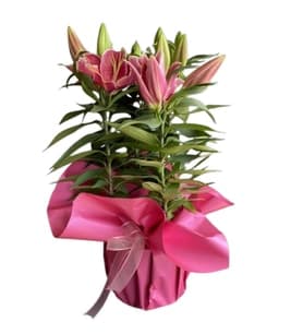 Tül Pembe Fiyonk Lilyum