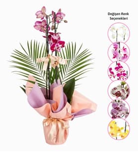 Pembe Buketli Çiftli Mix Orkide