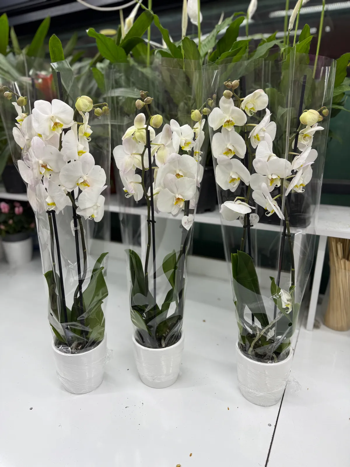 Saksıda Beyaz Orkide Çiftli 